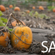 Illustration for article titled Hurricane Irene Has Ruined Halloween By Killing Our Pumpkins